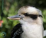 Kookaburra 9Y210D-008